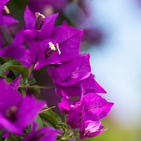 Haritomeni Парос